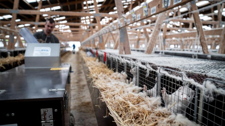 Dänemark, Pelztierfabrik: Die weißen Nerze werden zu Hunderttausenden in großen Hallen gehalten. Tierschützer kritisieren die Haltung als nicht artgerecht.