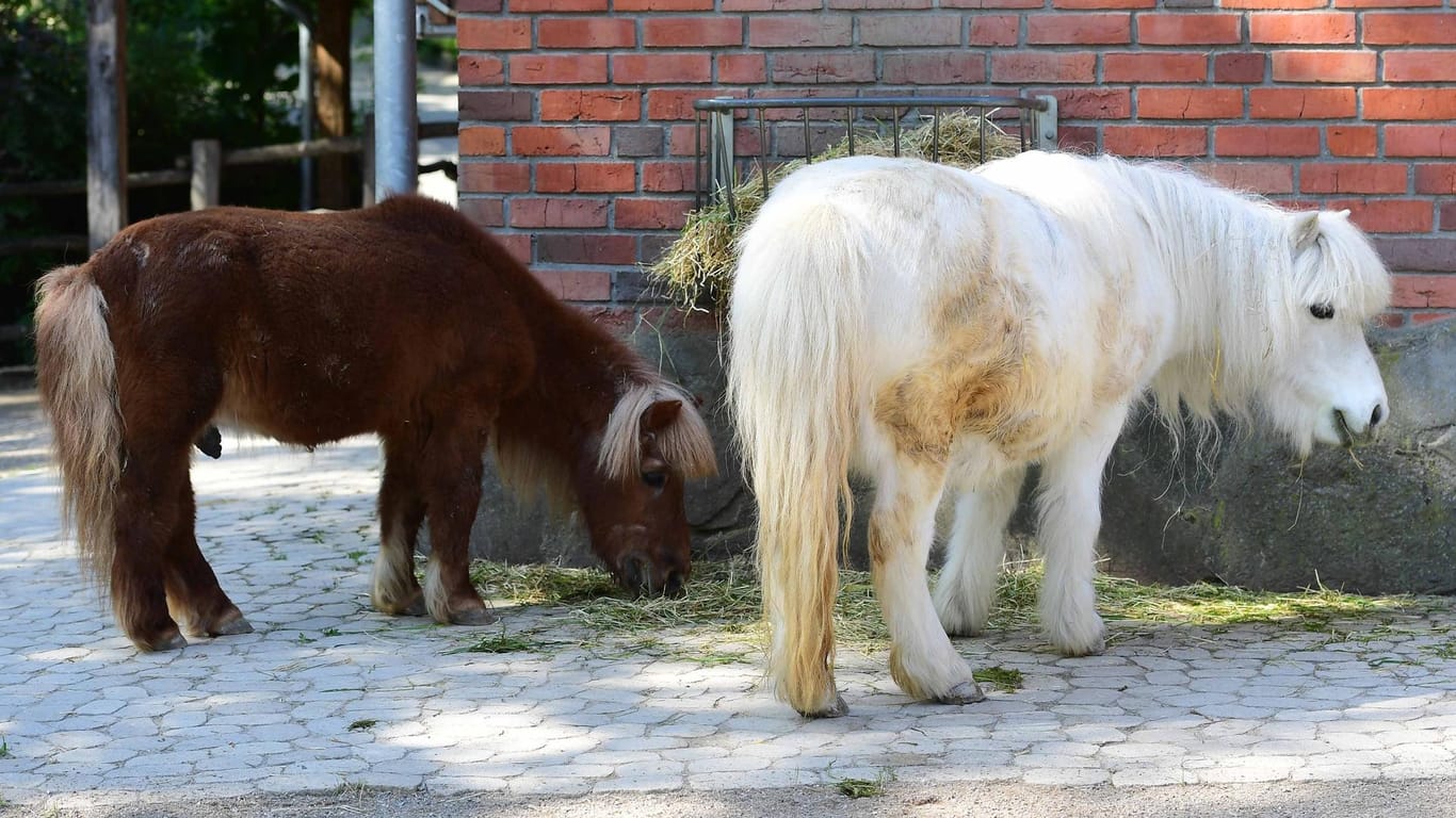 Ponys in einem Garten (Symbolfoto): Das Tier war von einer angrenzenden Pferdekoppel ausgebrochen.