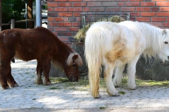 Ponys in einem Garten (Symbolfoto): Das Tier war von einer angrenzenden Pferdekoppel ausgebrochen.