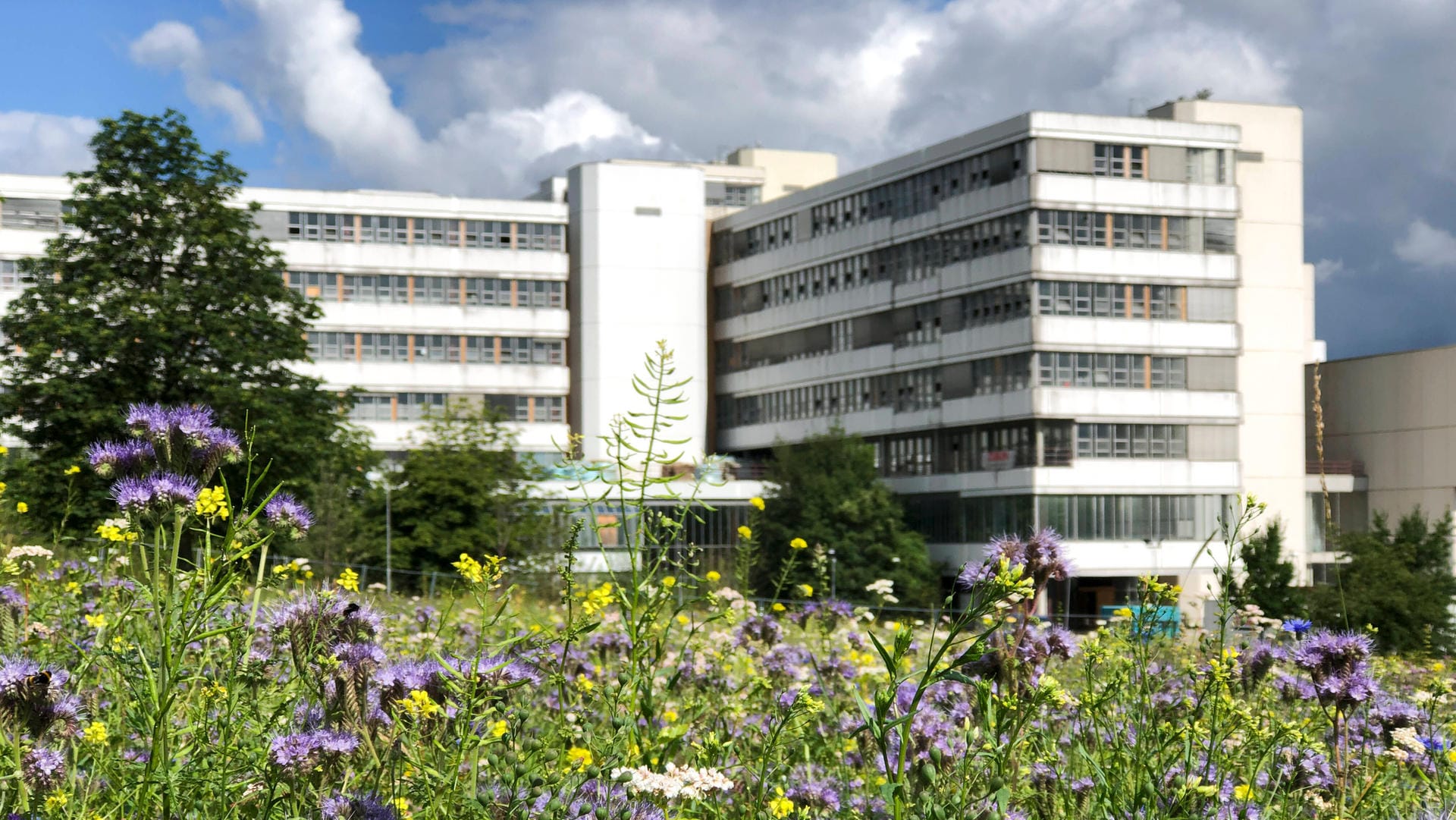 Eine blühende Insektenweide auf dem Campus Bielefeld (Symbolbild): Die Uni wurde erneut für Chancengleichheit und Vielfalt ausgezeichnet. Eine blühende Insektenweide auf dem Campus Bielefeld (Symbolbild): Die Uni wurde erneut für Chancengleichheit und Vielfalt ausgezeichnet.