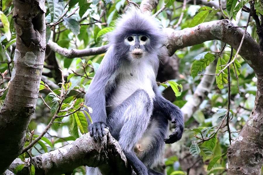 Ein Popa-Langur: Die Affenart ist vom Aussterben bedroht.