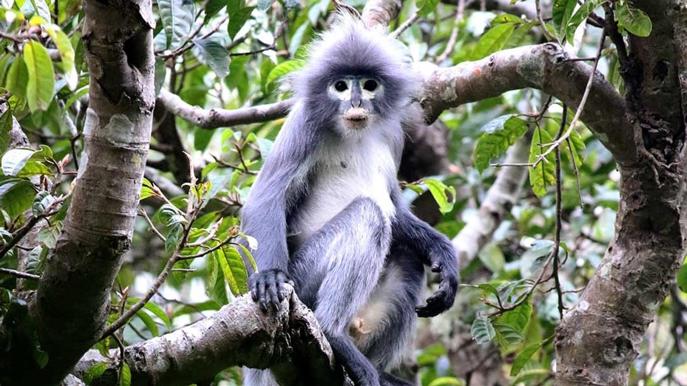 Ein Popa-Langur: Die Affenart ist vom Aussterben bedroht.