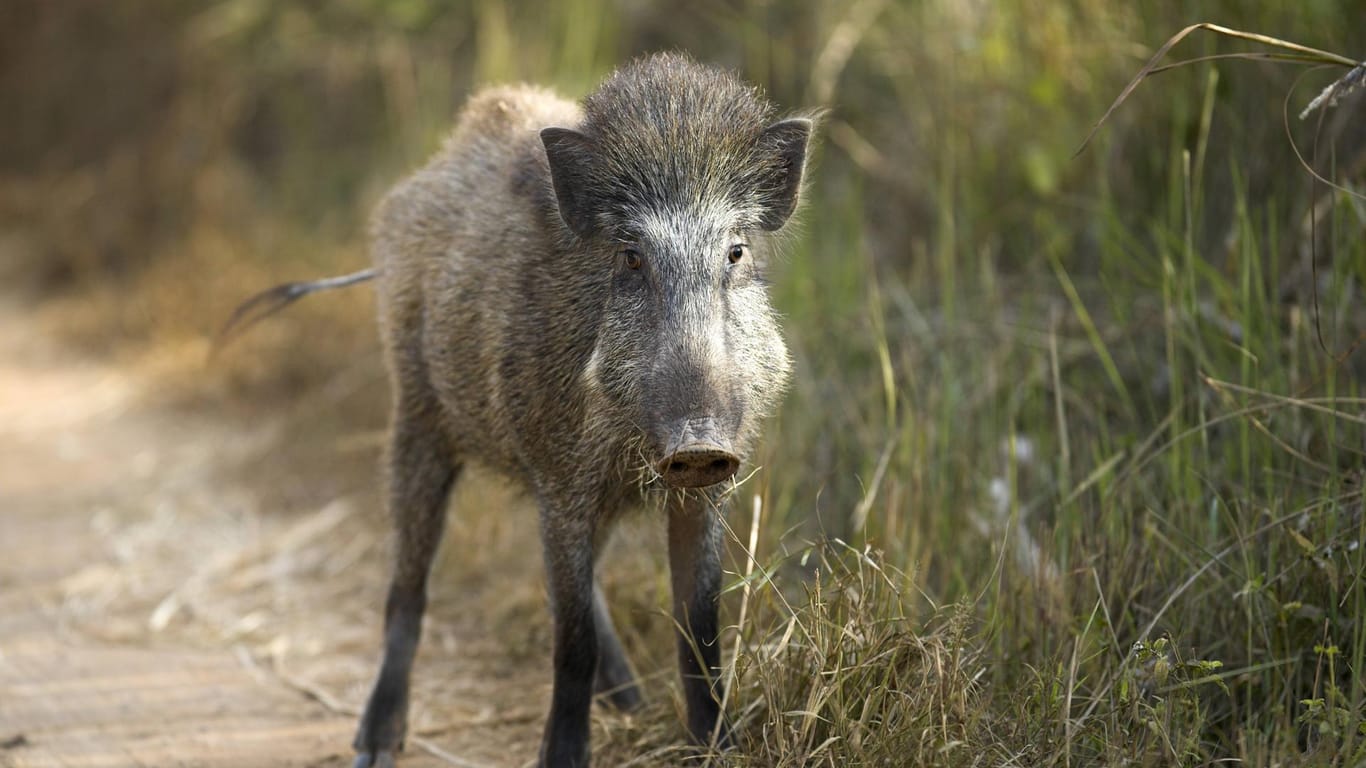 Ein Wildschwein steht am Wegrand (Symbolbild): Besonders in den Herbstmonaten kommt es zu vielen Wildunfällen.