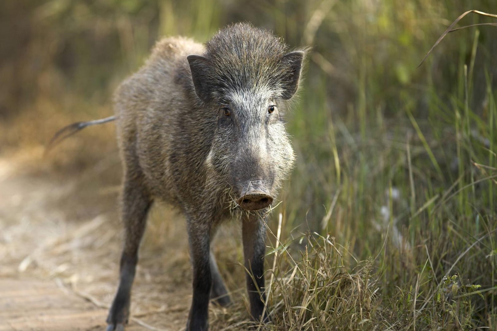 Ein Wildschwein steht am Wegrand (Symbolbild): Besonders in den Herbstmonaten kommt es zu vielen Wildunfällen.