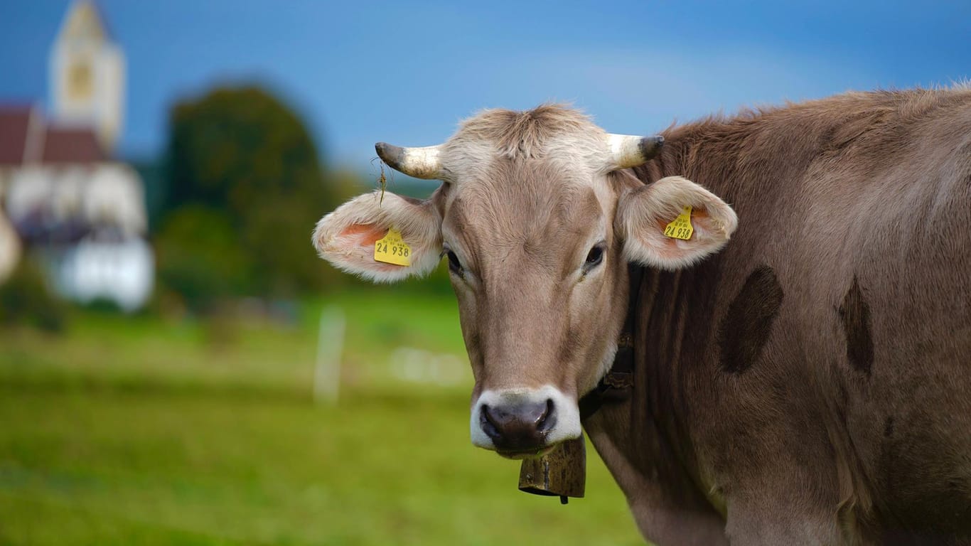 Kuh auf der Wiese: In Bayern ist ein Tier ausgebüxt – und dann erschossen worden. (Symbolbild)