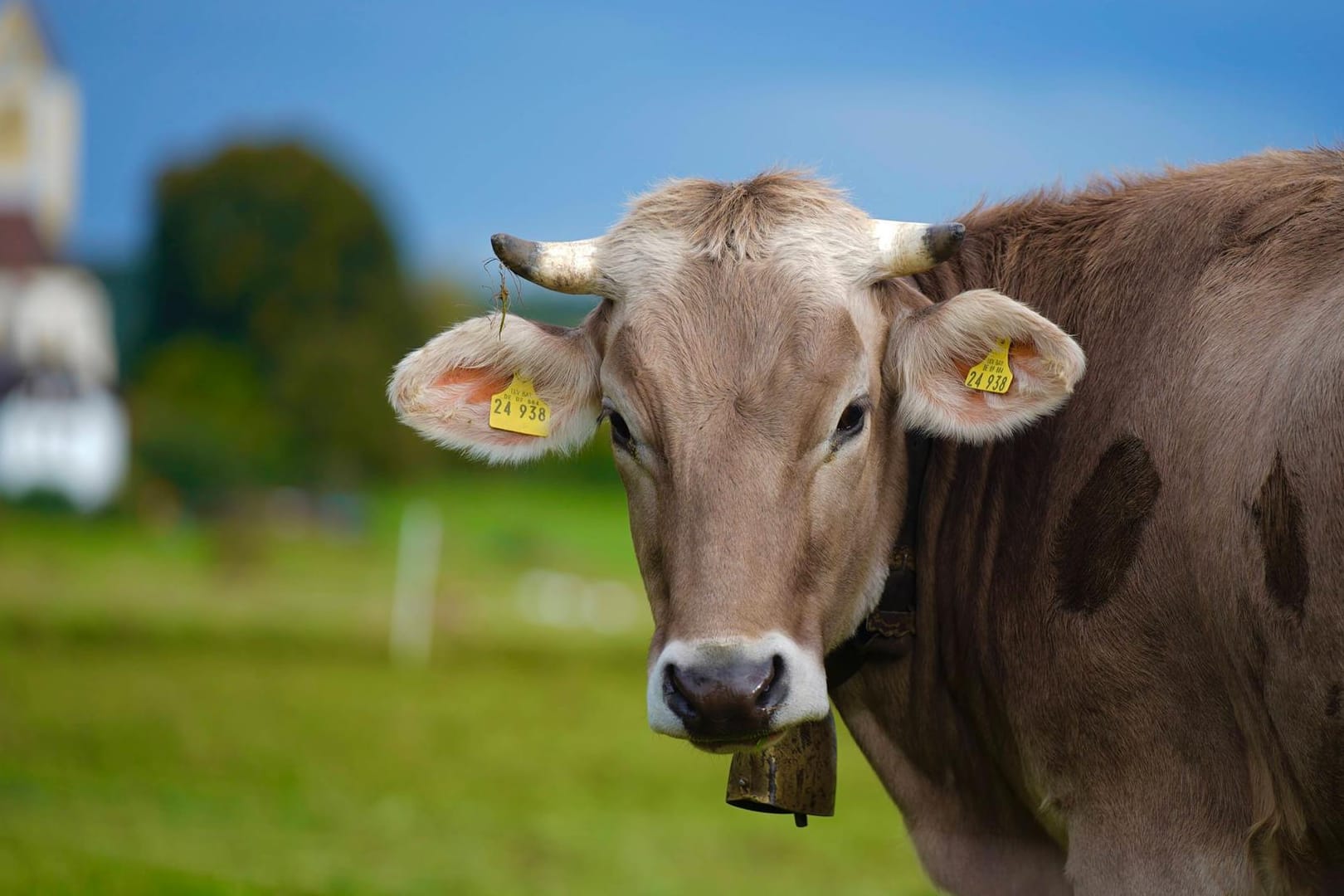 Kuh auf der Wiese: In Bayern ist ein Tier ausgebüxt – und dann erschossen worden. (Symbolbild)