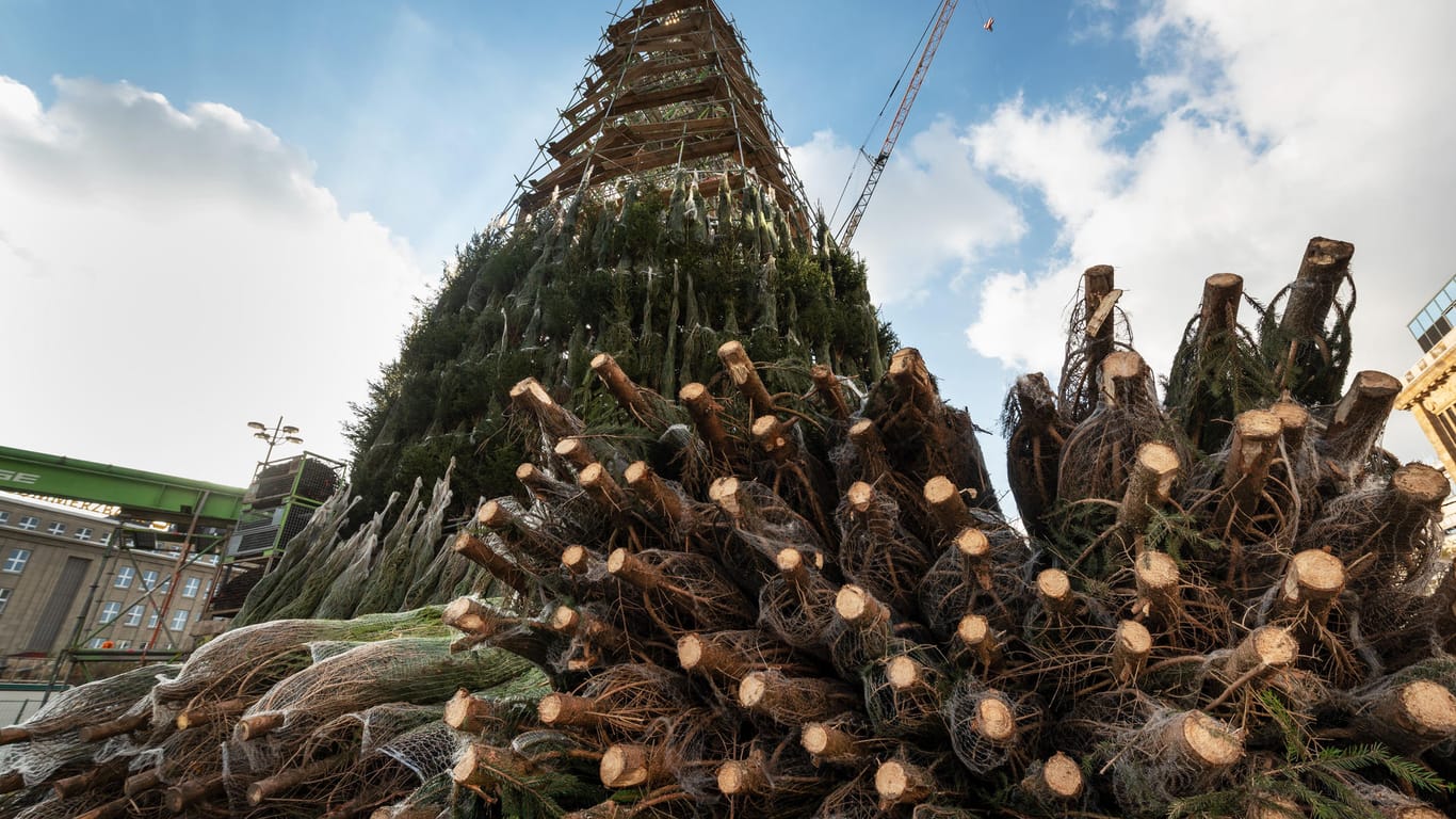 Weihnachtsbaum in Dortmund wird wieder abgebaut: Dieses Jahr soll keine Riesen-Tanne auf dem Hansaplatz stehen.