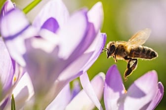 Krokusse sind wichtige Nektarquellen für Hummeln und Bienen.