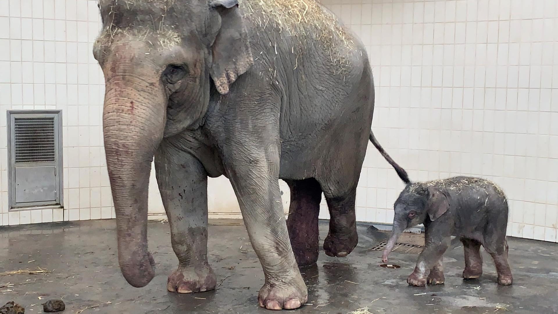 Elefantennachwuchs im Tierpark Hellabrunn: Otto ist am Mittwoch zur Welt gekommen. Elefantennachwuchs im Tierpark Hellabrunn: Otto ist am Mittwoch zur Welt gekommen.