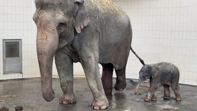 Elefantennachwuchs im Tierpark Hellabrunn: Otto ist am Mittwoch zur Welt gekommen.