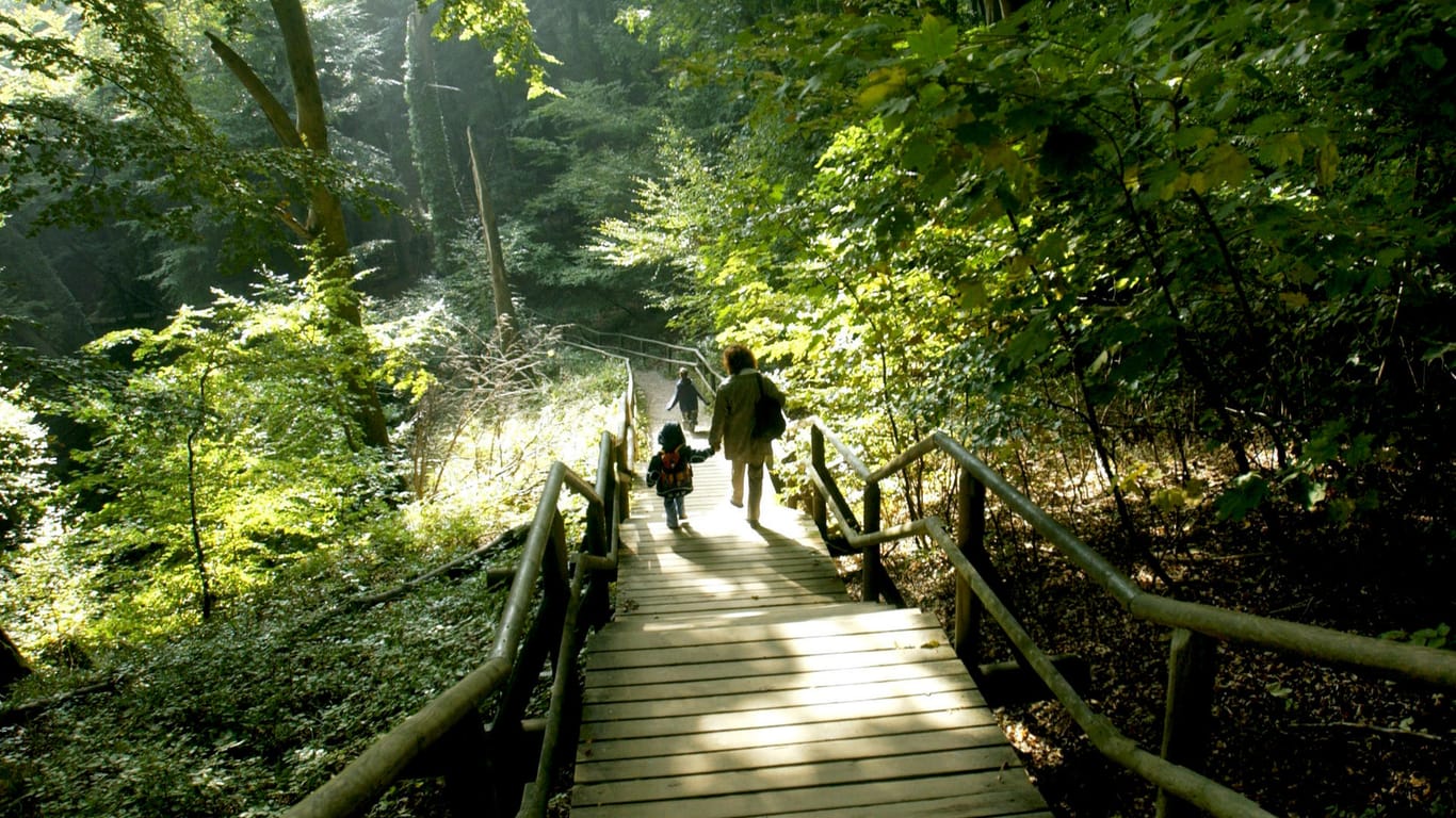 Nationalpark Jasmund auf Rügen: Die alten Buchenwälder dort zählen gemeinsam mit anderen Waldgebieten in Deutschland zum Unesco-Welterbe.
