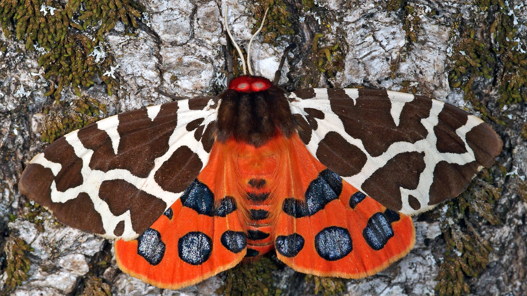 Brauner Bär: Mit seinen Flügeln warnt der Schmetterling Angreifer und Fressfeinde.