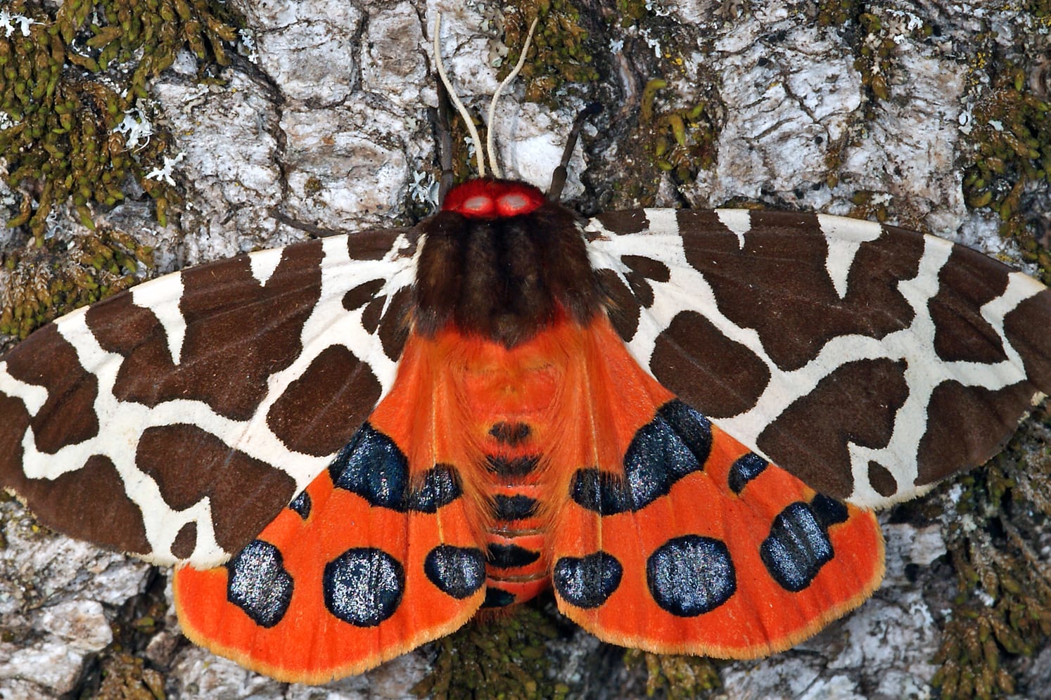 Brauner Bär: Mit seinen Flügeln warnt der Schmetterling Angreifer und Fressfeinde.