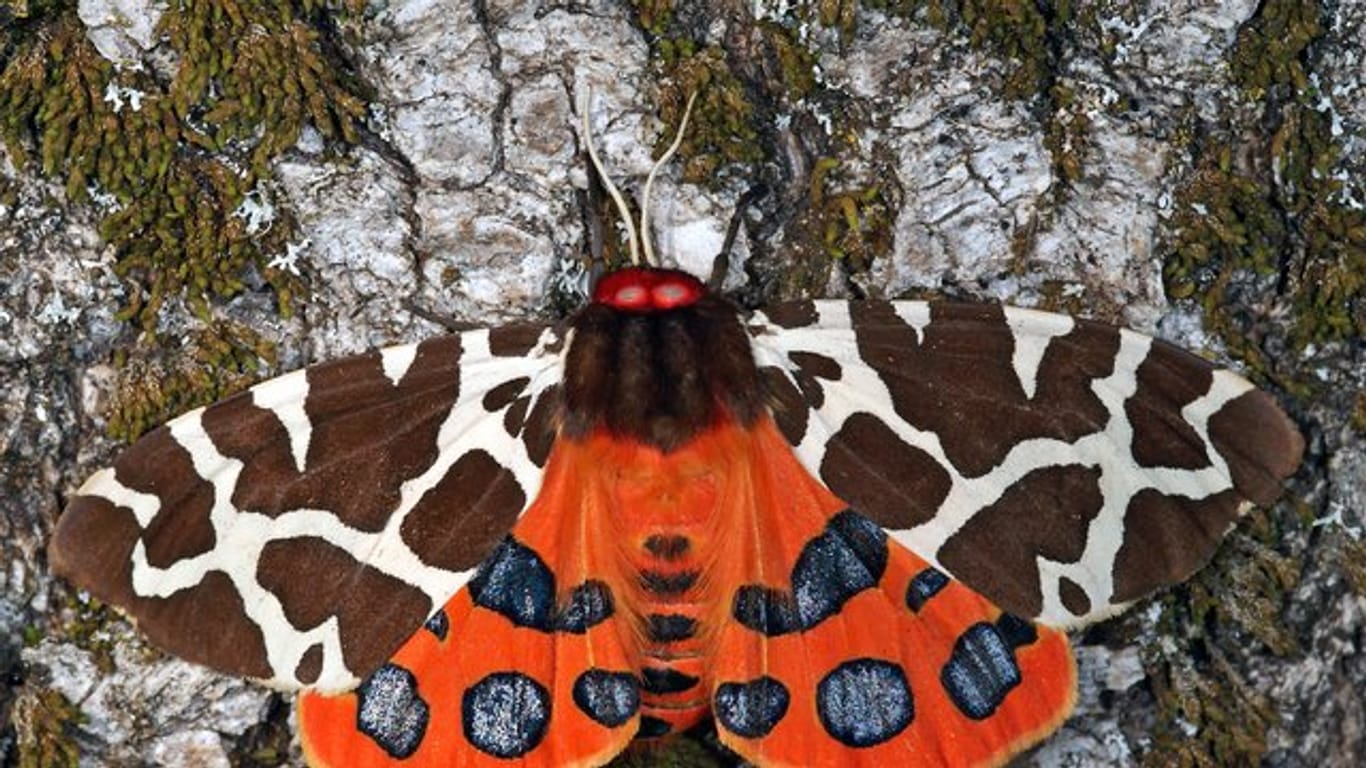 Die Schmetterlingsart Brauner Bär (Arctia caja) in seiner vollen Pracht.