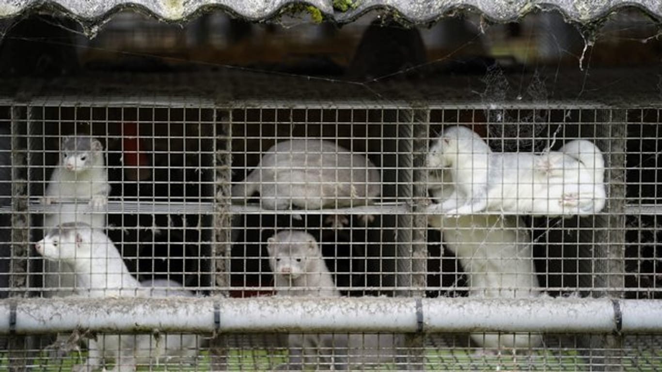 Nerze in ihren Käfigen in einem Bauernhof in Gjoel in Nordjütland.