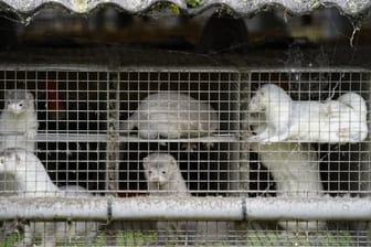 Nerze in ihren Käfigen in einem Bauernhof in Gjoel in Nordjütland.