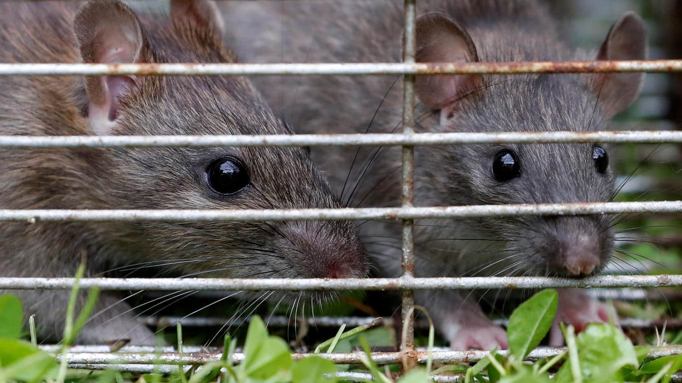 Ratten in einem Käfig: Erstmals wurde die Übertragung des Seoulvirus von einem Tier auf einen Menschen nachgewiesen.