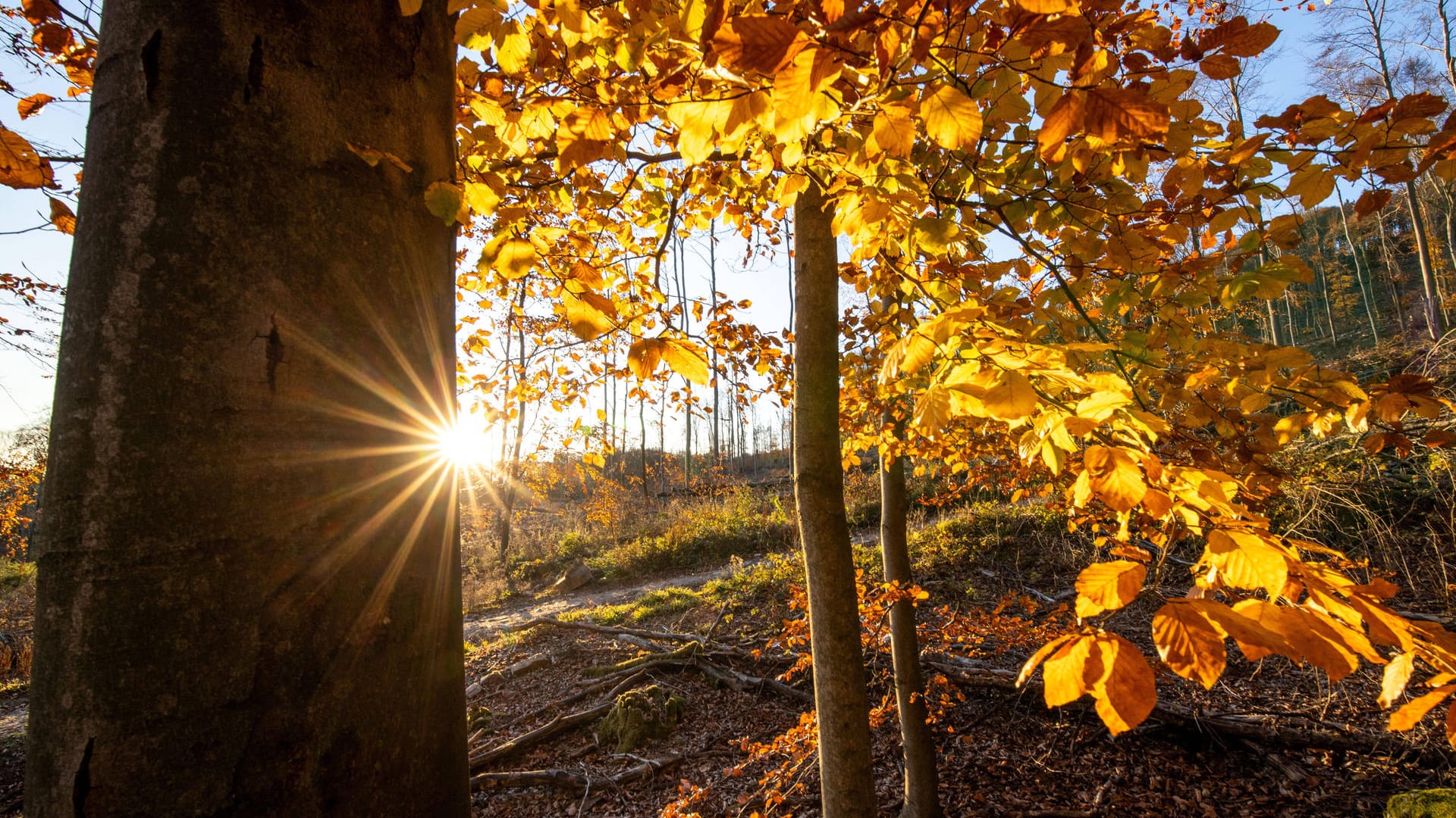 Sonnenschein im herbstlichen Wald: Am Wochenende erwarten uns milde Temperaturen. Sonnenschein im herbstlichen Wald: Am Wochenende erwarten uns milde Temperaturen.