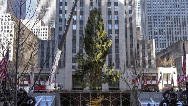 Die knapp 23 Meter lange Fichte wurde am Rockefeller Center aufgestellt. Die knapp 23 Meter lange Fichte wurde am Rockefeller Center aufgestellt.