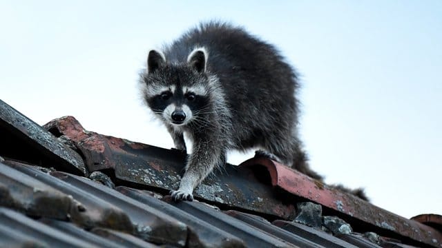 Ein Waschbär klettert über ein Dach in Berlin.