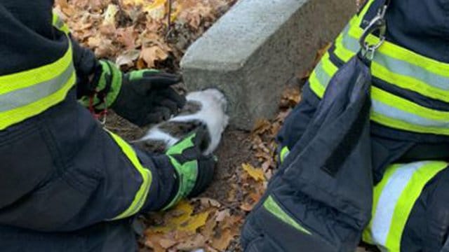 Eine Katze steckt mit dem Kopf in Betonklotz fest Eine Katze steckt mit dem Kopf in Betonklotz fest