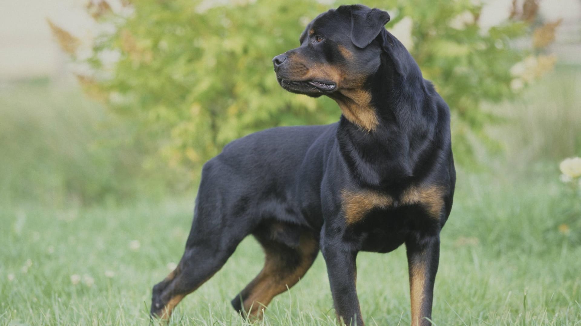 Rottweiler: Zwei Hunde der Rasse haben einen Jungen angegriffen und verletzt.