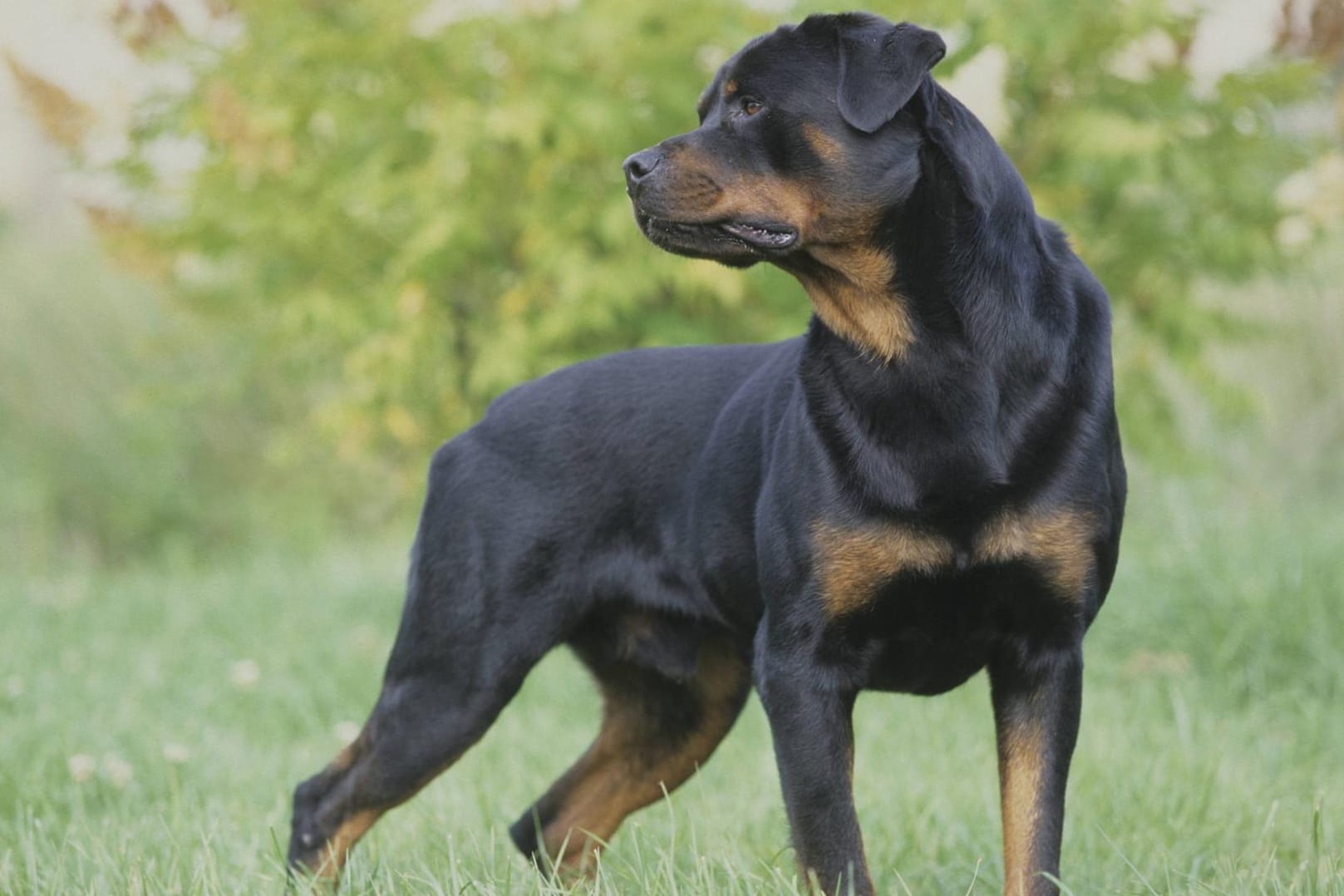 Rottweiler: Zwei Hunde der Rasse haben einen Jungen angegriffen und verletzt.