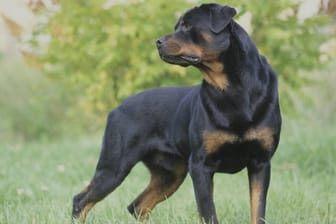 Rottweiler: Zwei Hunde der Rasse haben einen Jungen angegriffen und verletzt.