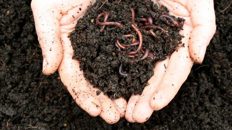 Humus: Kompostiert werden können alle pflanzlichen Abfälle inklusive Mehl, Nudeln, Kaffeefilter und Eierschalen.
