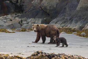 Eine Braunbärin mit einem Jungtier in Alaska (Symbolbild): Ein Flugzeug ist bei der Landung mit einem Bären kollidiert.