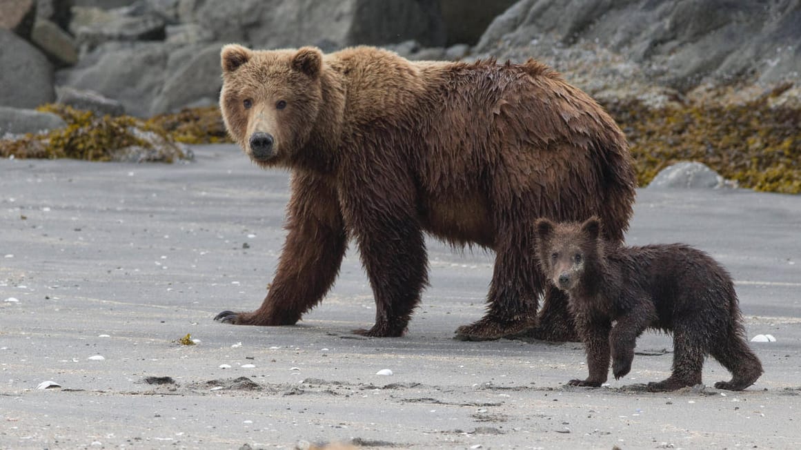 Eine Braunbärin mit einem Jungtier in Alaska (Symbolbild): Ein Flugzeug ist bei der Landung mit einem Bären kollidiert.