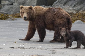 Eine Braunbärin mit einem Jungtier in Alaska (Symbolbild): Ein Flugzeug ist bei der Landung mit einem Bären kollidiert.