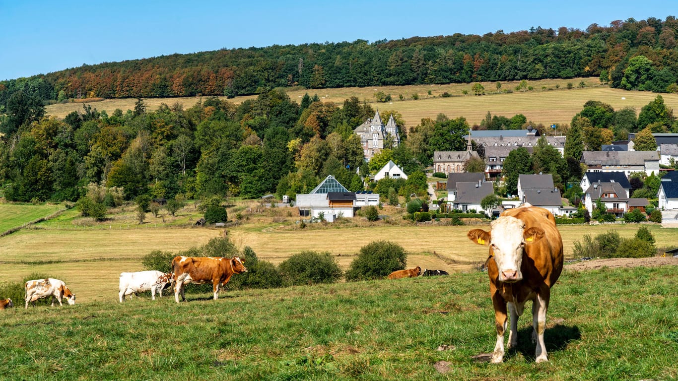Viehweide im Sauerland: Der Kopf und ein Bein einer oder mehrerer Kühe sind an einem Waldweg gefunden worden. (Symbolbild)