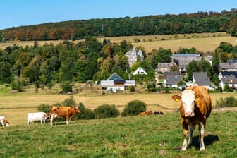 Viehweide im Sauerland: Der Kopf und ein Bein einer oder mehrerer Kühe sind an einem Waldweg gefunden worden. (Symbolbild)