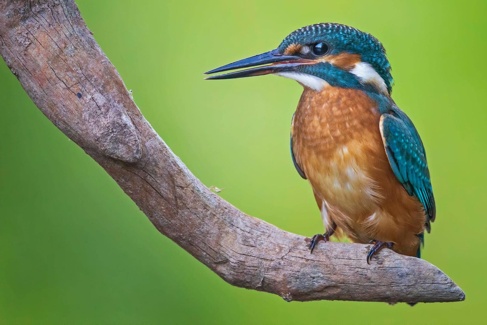 Eisvogel: Im Biosphärenreservat Mittelelbe in Sachsen-Anhalt kann man ihn beobachten.