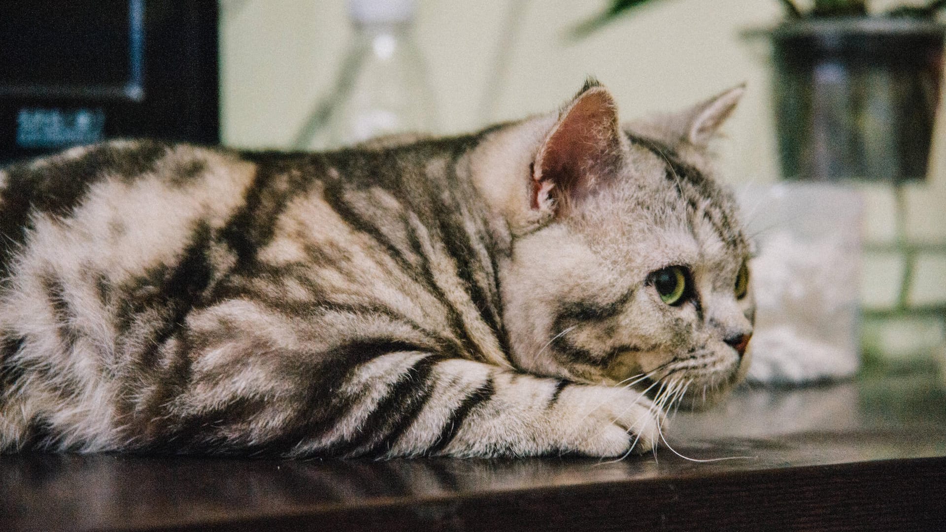 Eine Katze liegt auf einem Couchtisch (Symbolbild): Ein Einbrecher wurde in Erfurt durch das Murren einer Katze verraten.