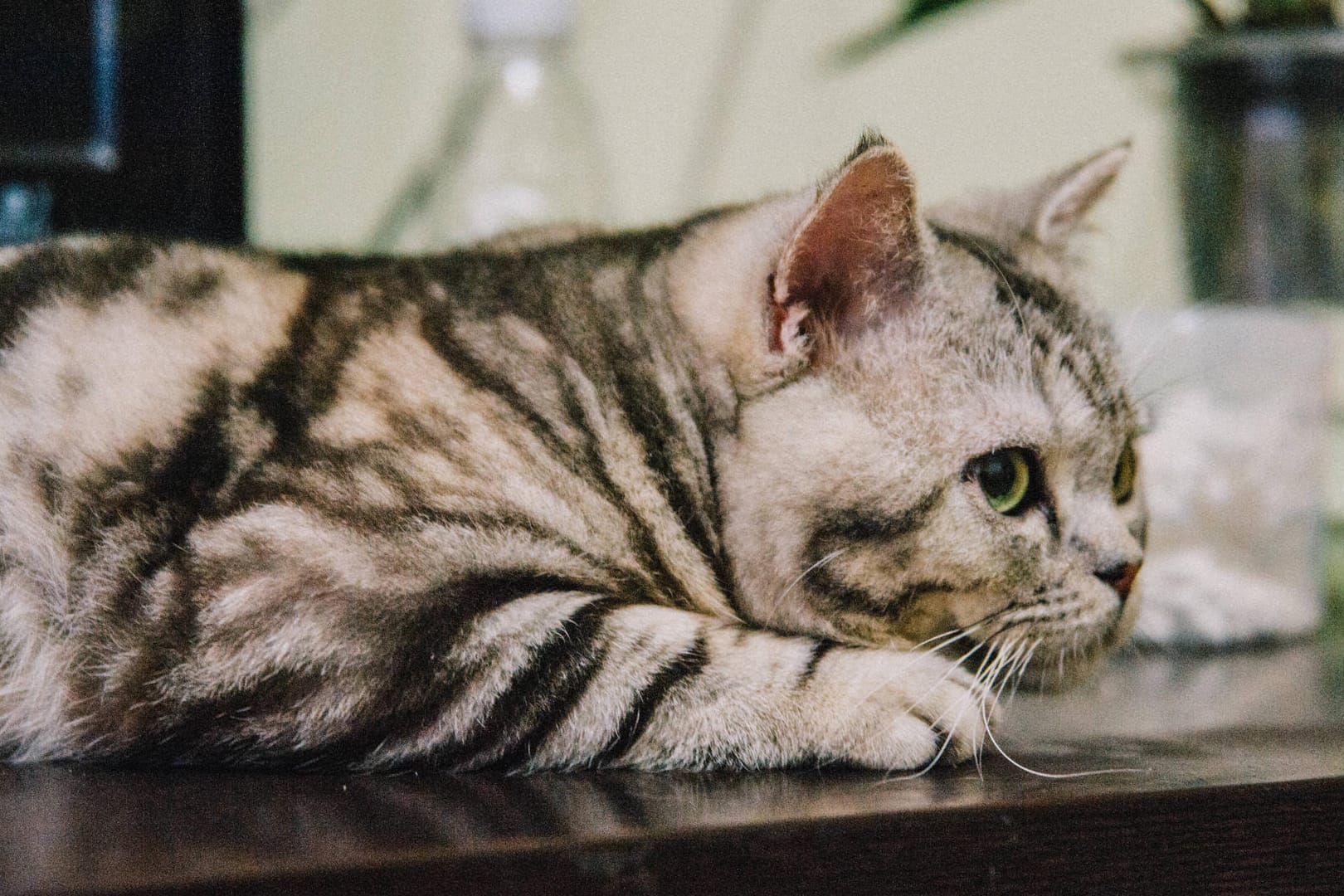 Eine Katze liegt auf einem Couchtisch (Symbolbild): Ein Einbrecher wurde in Erfurt durch das Murren einer Katze verraten.