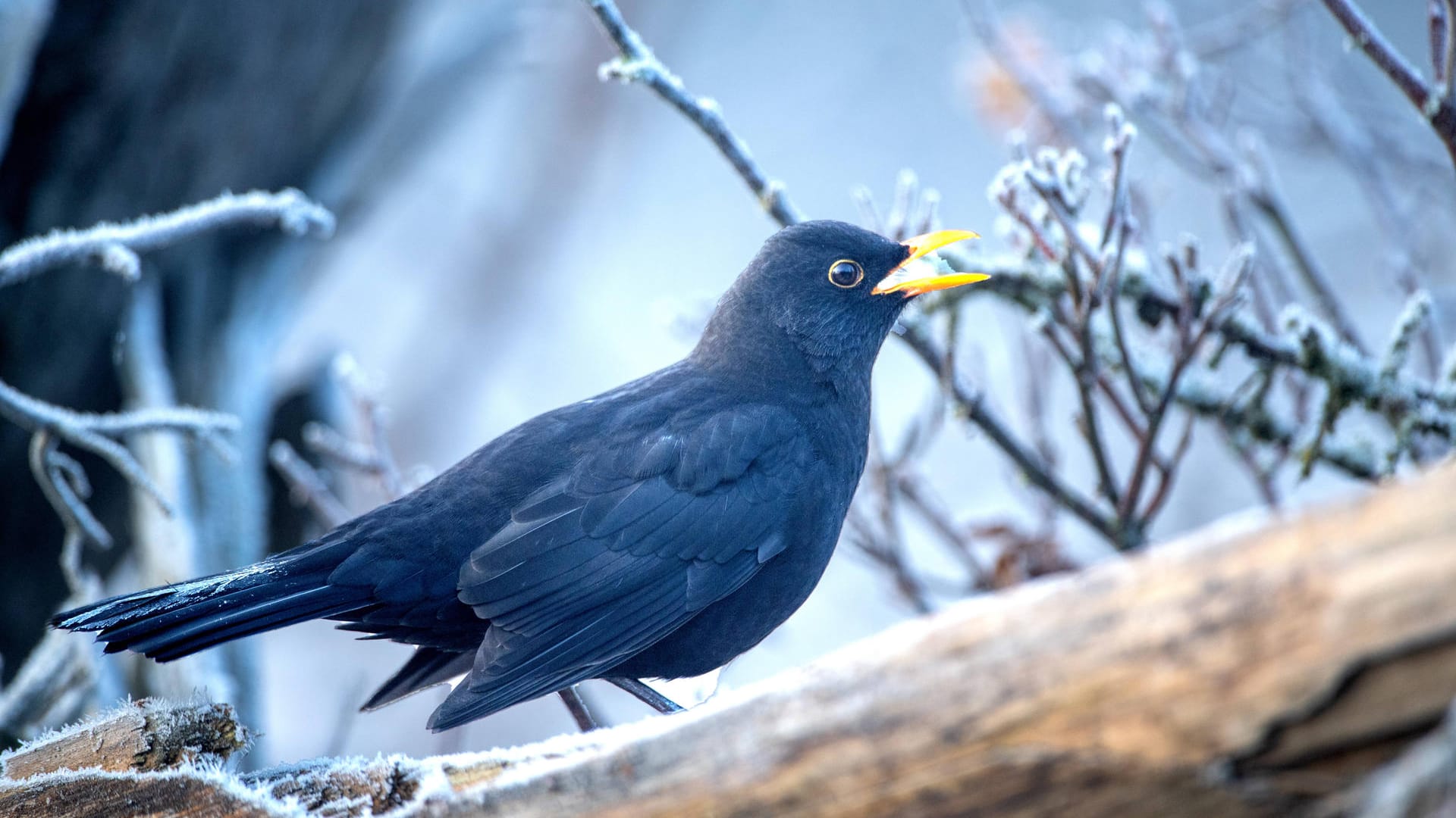 Amsel: Das Männchen ist schwarz gefiedert und besitzt einen gelben Schnabel.