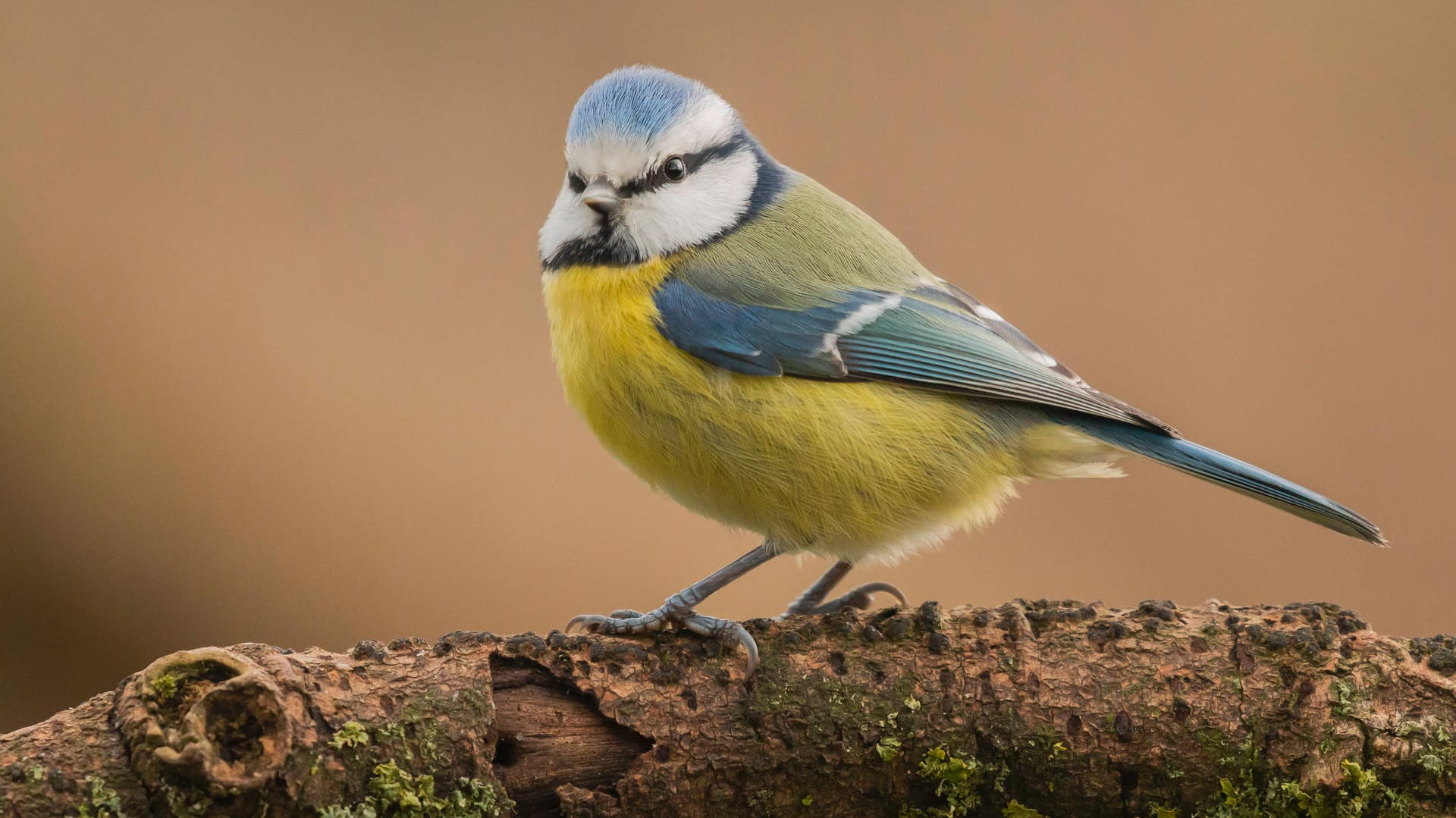 Blaumeise: Am Futterhäuschen soll sie öfters ein wenig frech auftreten.