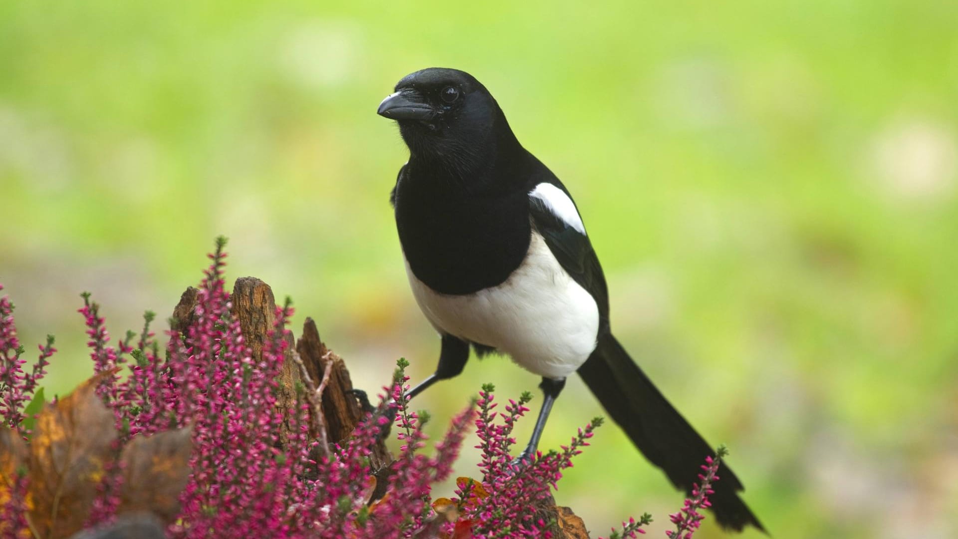 Elster: Sie ist im Garten ein ungern gesehener Gast.