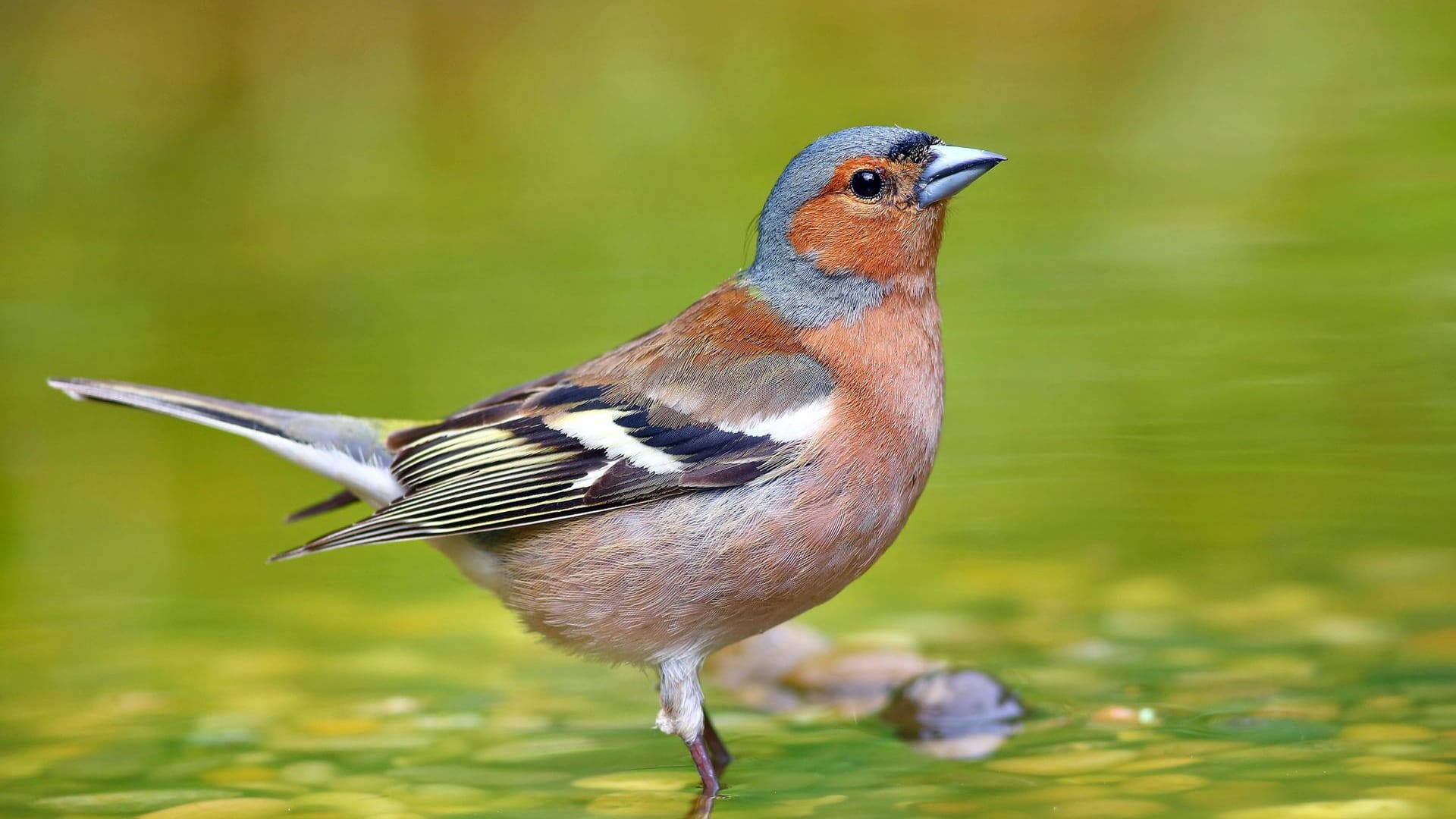 Buchfink: Der Schnabel des Männchens ist im Frühjahr pastellblau, später hornfarben.