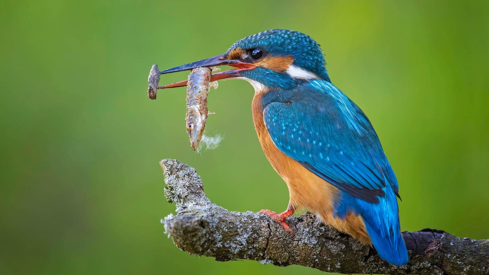 Eisvogel: Ein Weibchen mit Hecht als Beute im Biosphärenreservat Mittelelbe in Sachsen-Anhalt.