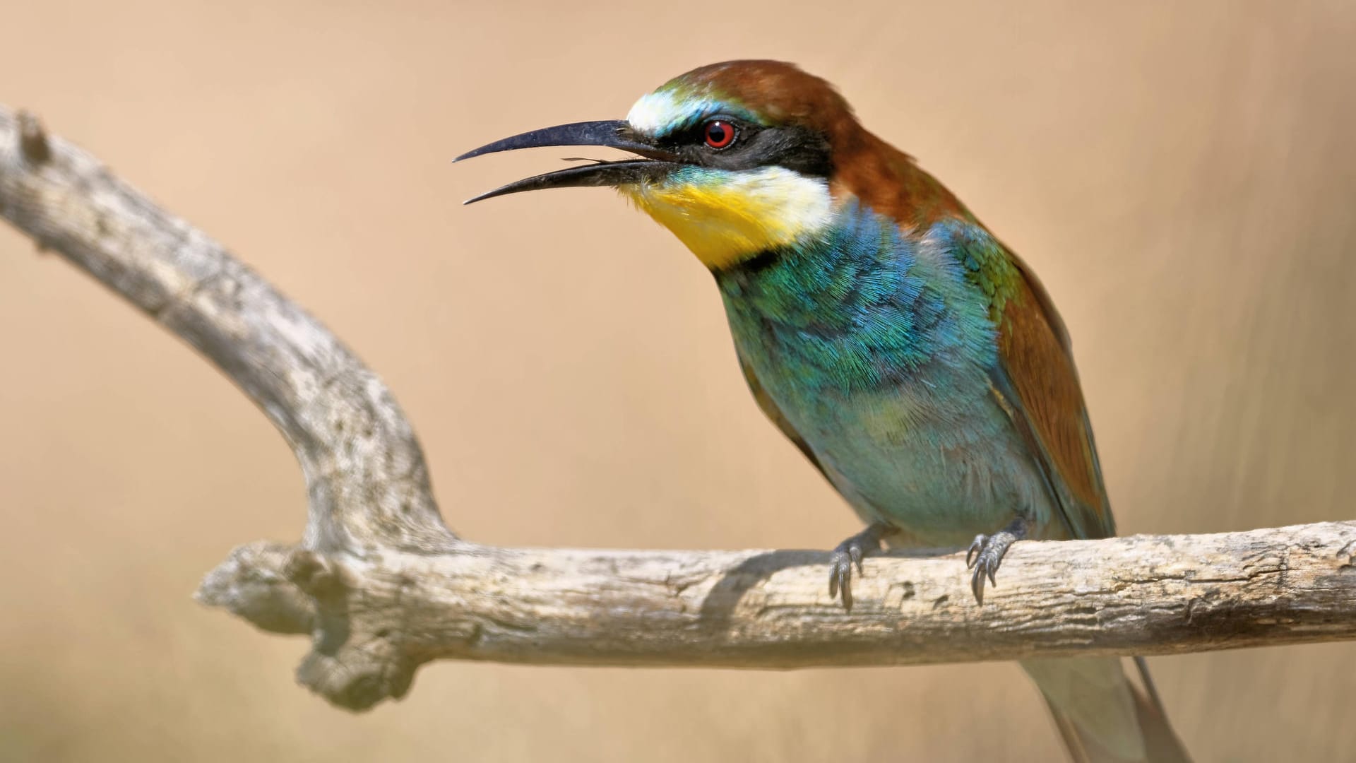 Bienenfresser: Dem Zugvogel ist es im Winter in Deutschland zu kalt.