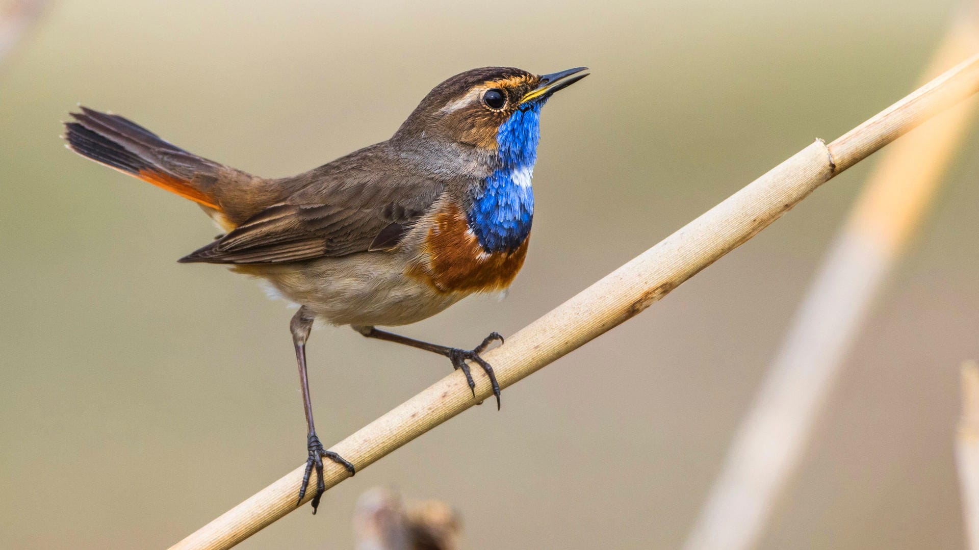 Blaukehlchen: Es ist etwa so groß wie ein Rotkehlchen.