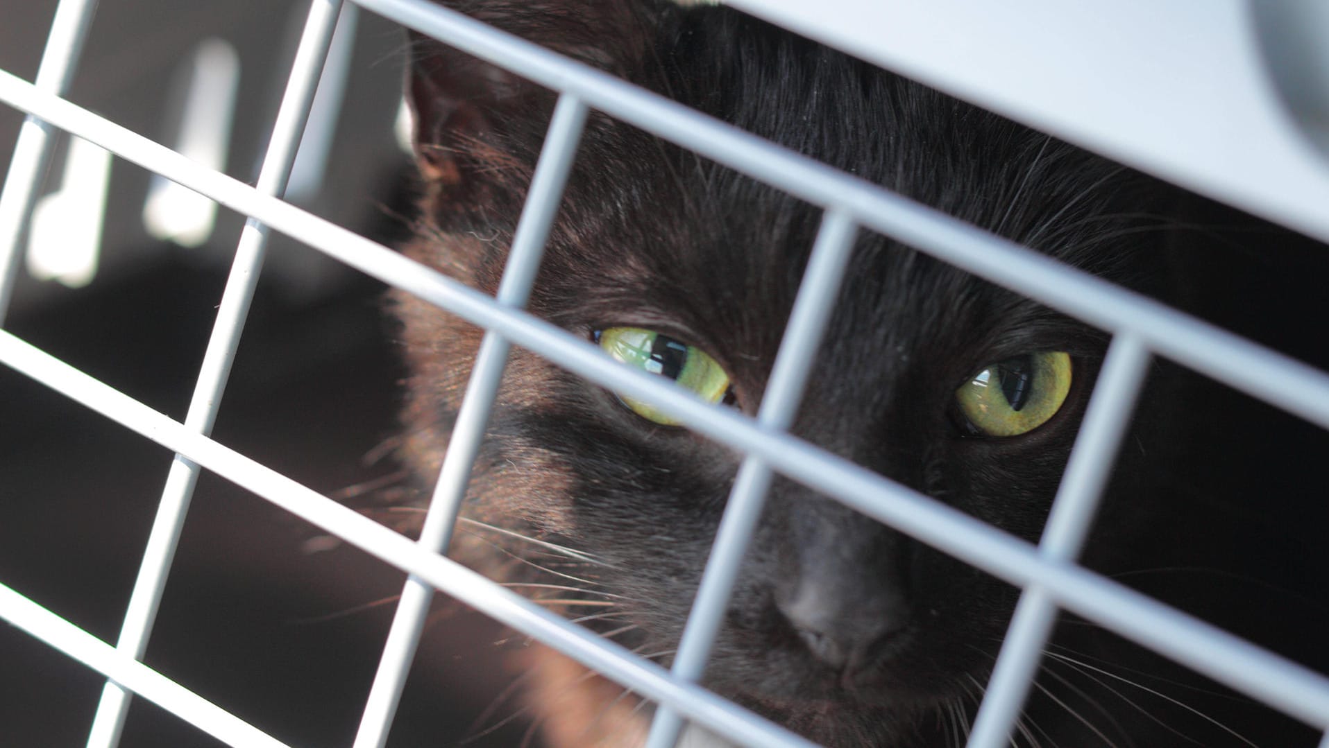 Katze in Transportkäfig (Symbolbild): Das Tierheim Nürnberg hat 23 Tier aufgenommen. Katze in Transportkäfig (Symbolbild): Das Tierheim Nürnberg hat 23 Tier aufgenommen.
