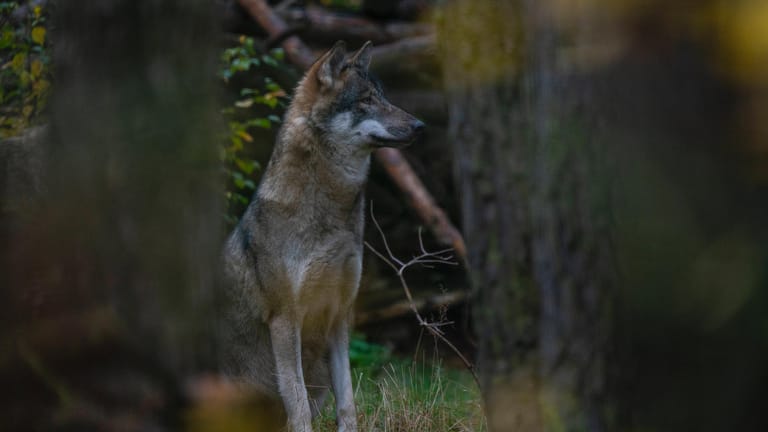 Ein Wolf in einem Wildpark: In freier Wildbahn wächst die Population. Die Bundesländer erstatten immer mehr von Wölfen verursachte Schäden.