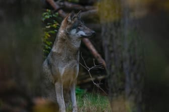 Ein Wolf in einem Wildpark: In freier Wildbahn wächst die Population. Die Bundesländer erstatten immer mehr von Wölfen verursachte Schäden.