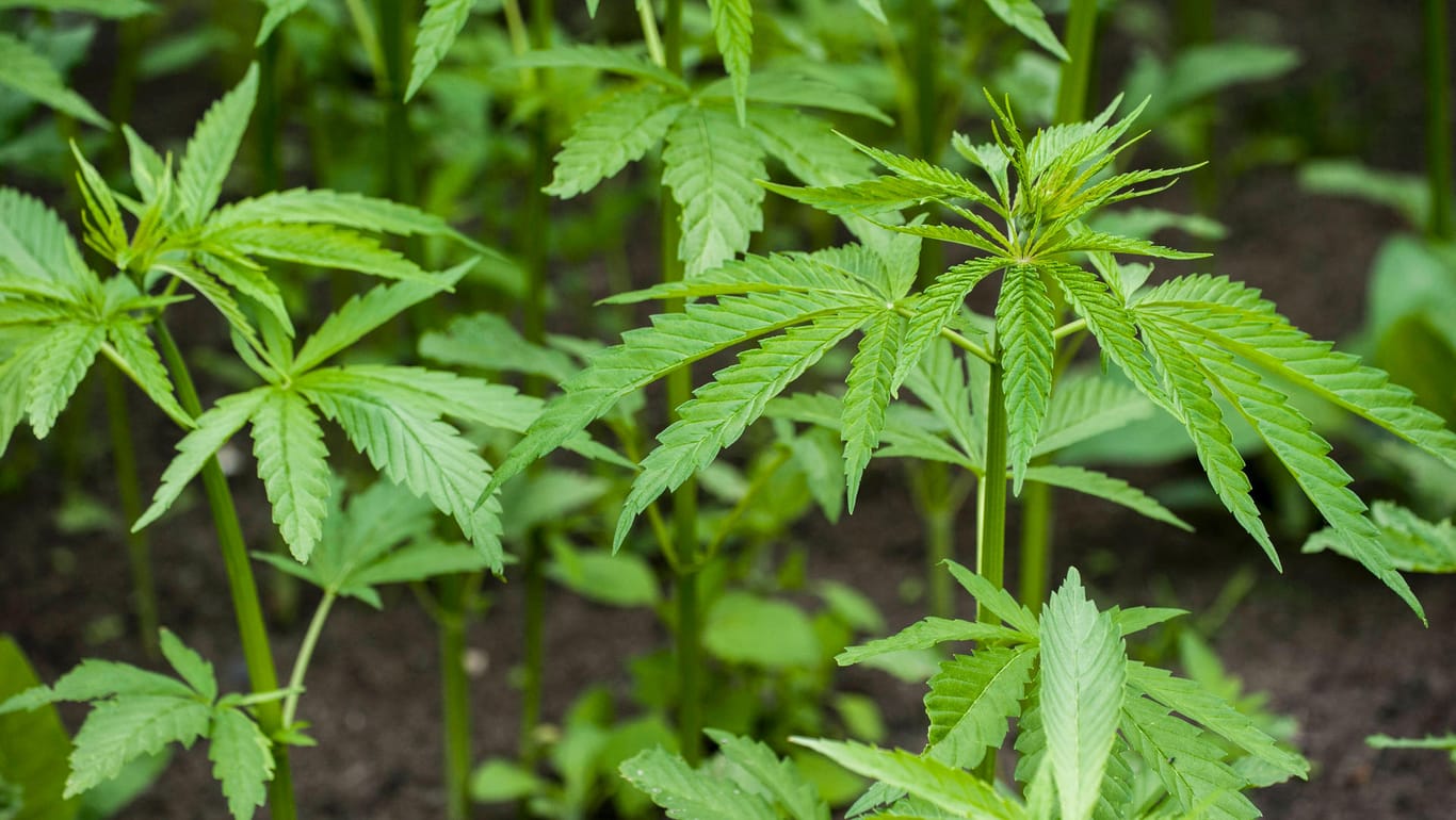 Cannabispflanzen: Im Rheinland wurden mehrere Großplantagen von der Polizei entdeckt. (Symbolbild)