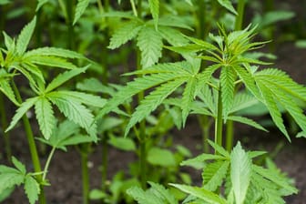 Cannabispflanzen: Im Rheinland wurden mehrere Großplantagen von der Polizei entdeckt. (Symbolbild)