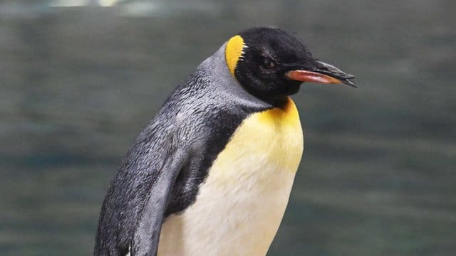 Das Königspinguin-Weibchen "Oma" steht auf einem Felsen im Wuppertaler Zoo (Archivbild): Laut Zoo war sie das älteste Königspinguin-Weibchen auf der Welt, das in einem Zoo lebte.